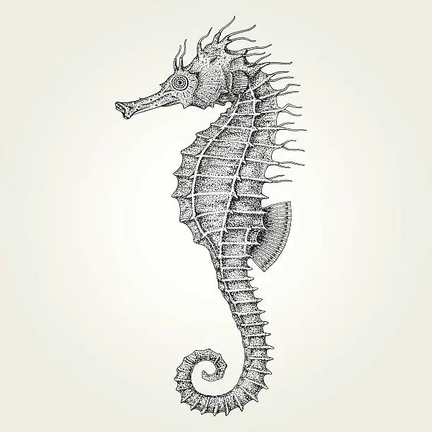 Vector illustration of Hand drawn seahorse