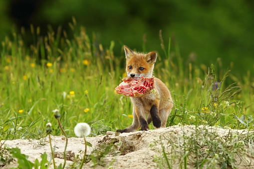 cute red fox cub has stolen chicken piece of meat  ( Vulpes vulpes )