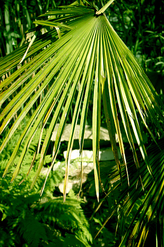 Palm leaf in tropical forest