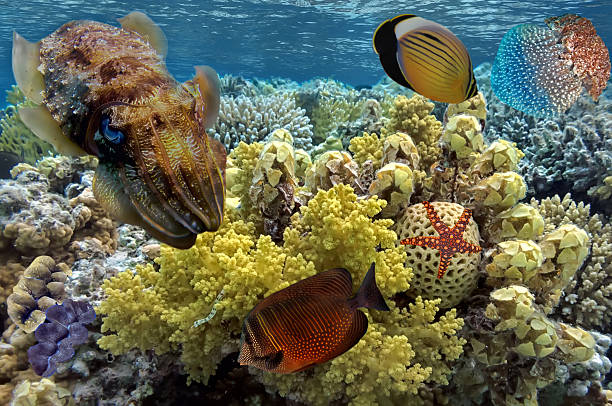 istock Cuttlefish on Coral Reef in the Red Sea 584774078