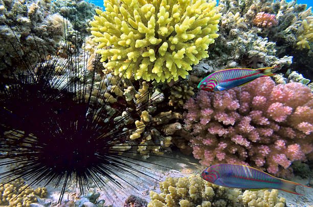 ouriço-do-mar-negro - imperial angelfish imagens e fotografias de stock
