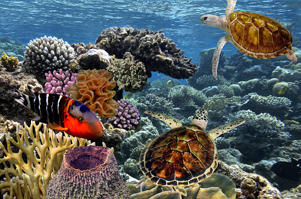 istock tropical Fish. Underwater world. Red Sea 584774422