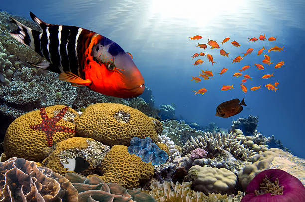 istock Colorful reef underwater landscape with fishes 584774548