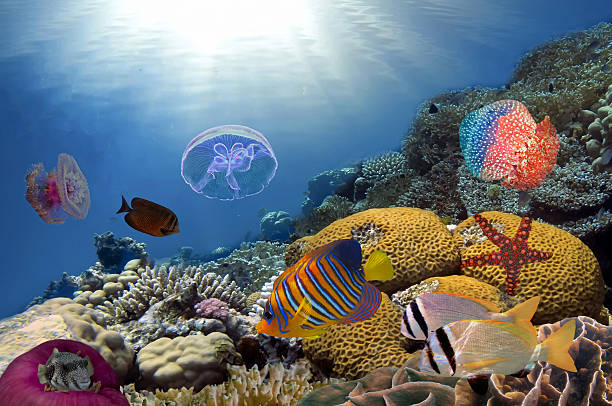 istock Colorful reef underwater landscape with fishes 584774806