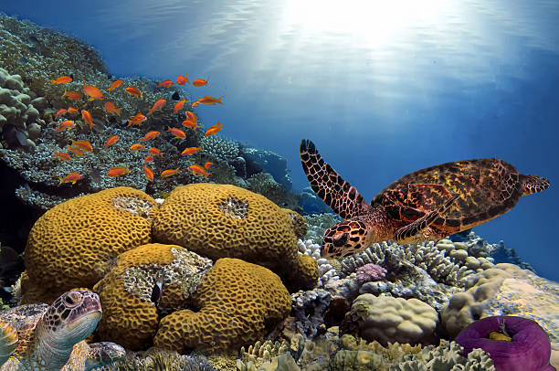 istock Green turtle swimming in blue ocean 584775030
