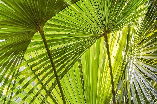 palm leaves close up - background palm leaves close up background trachycarpus photos stock pictures, royalty-free photos & images