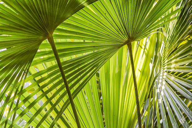 пальмовые листья крупным планом - фон - wilderness area close up leaf plant стоковые фото и изображения