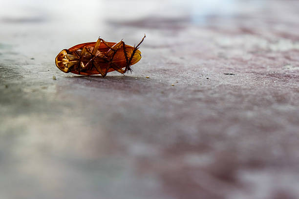 헤드 없는 - cockroach hissing ugliness insect 뉴스 사진 이미지