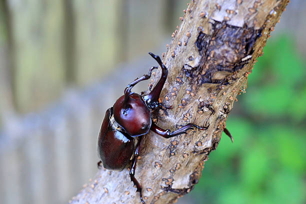 istock Japanese rhinoceros beetle 584779304