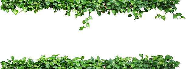 istock Heart shaped leaves vine, devil's ivy, golden pothos, isolated 584779744