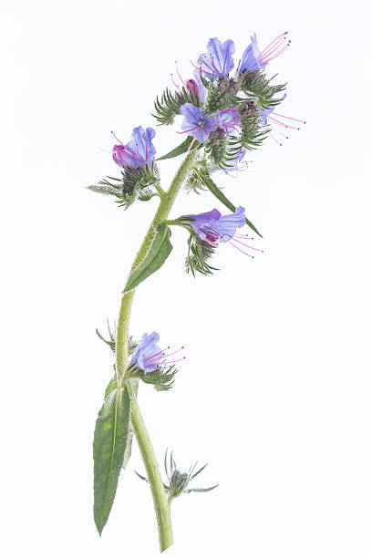 istock Borage plant (Borago officinalis) isolated on white background 584779968