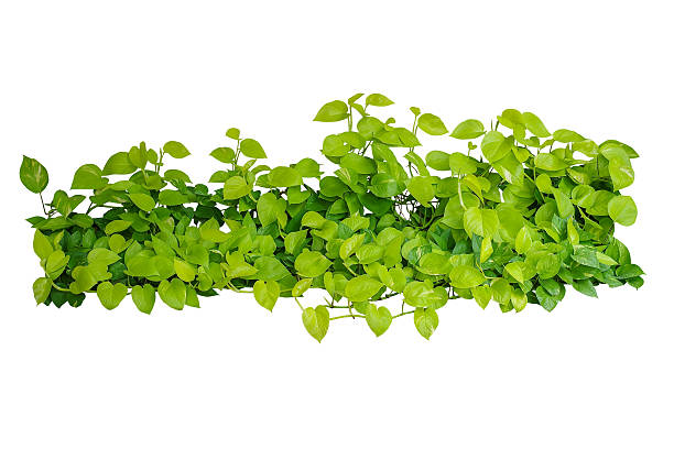 istock Heart shaped green yellow leaves vine, devil's ivy, golden potho 584780586