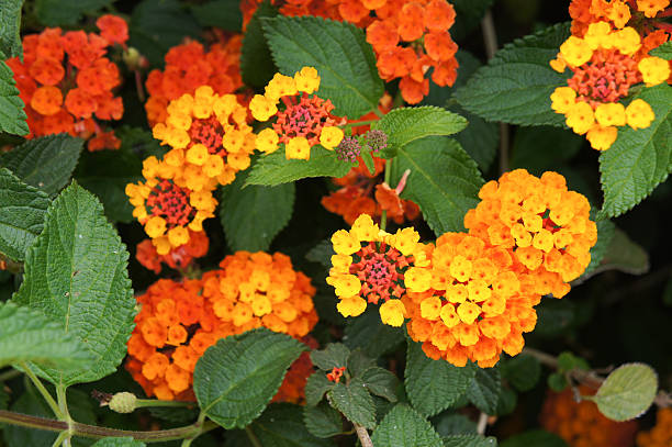 istock Lantana orange and red flowers 584780786