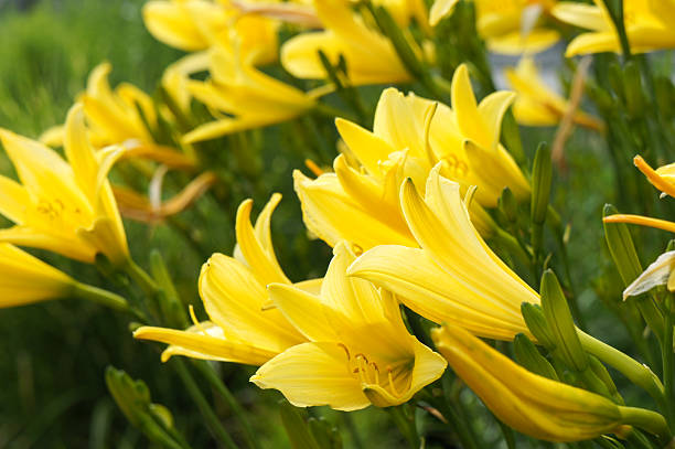 istock Yellow lily flowers bunch in garden 584781010