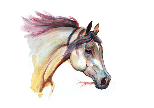 A colorful portrait, painted in watercolor, of the head of an arabian horse.