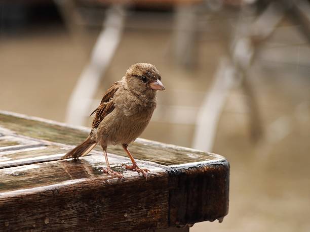 istock Female of House Sparrow (Passer domesticus) 584781908