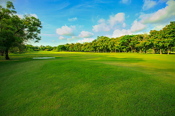 istock landscape of grass field and green environment public 584782596