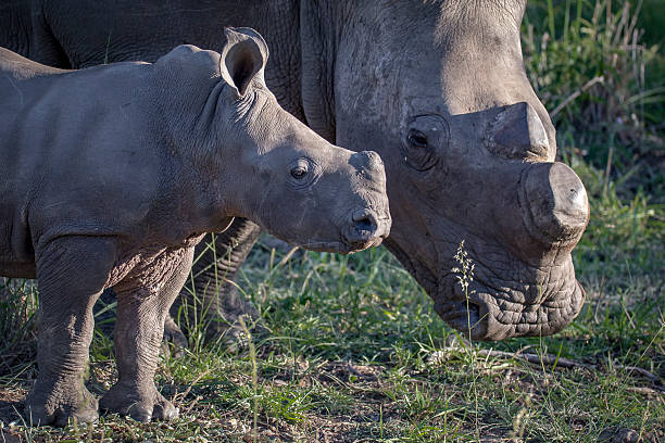 istock rhinoceros baby with mom 584783320