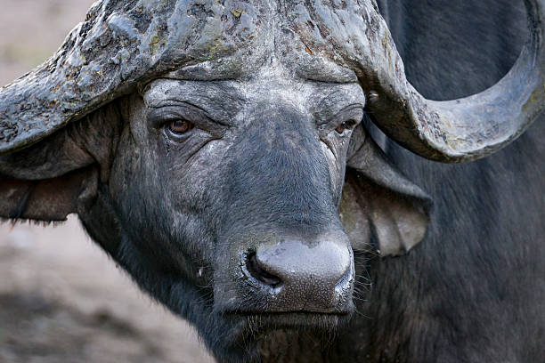 istock male buffalo portrait 584783372