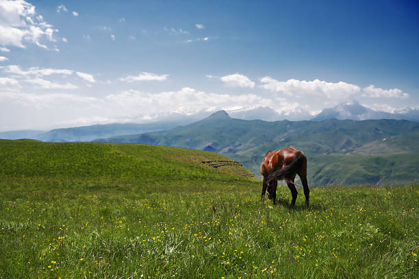 istock Mountain landscape with a horse 584783384