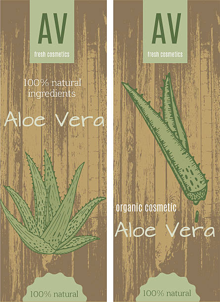 illustrazioni stock, clip art, cartoni animati e icone di tendenza di carte aloe vera - herbal medicine recovery herb human hand