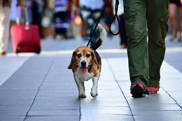 istock Dog in pedestrian crowd 584783978