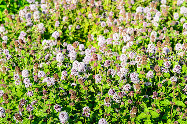 muchas plantas de menta de agua de floración lila de cerca - mentha aquatica fotografías e imágenes de stock