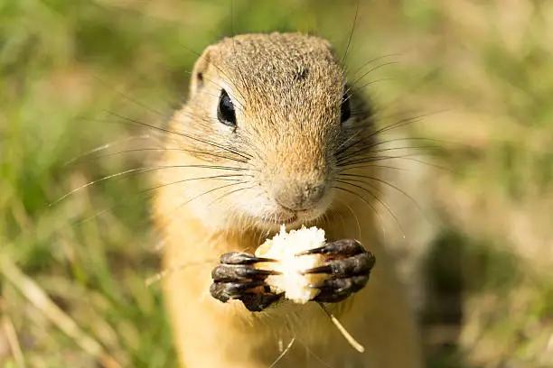 Ground-squirrel standing and eating