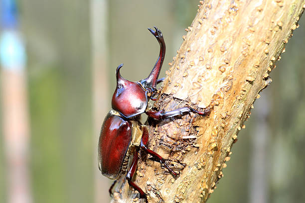 istock Japanese rhinoceros beetle 584785470