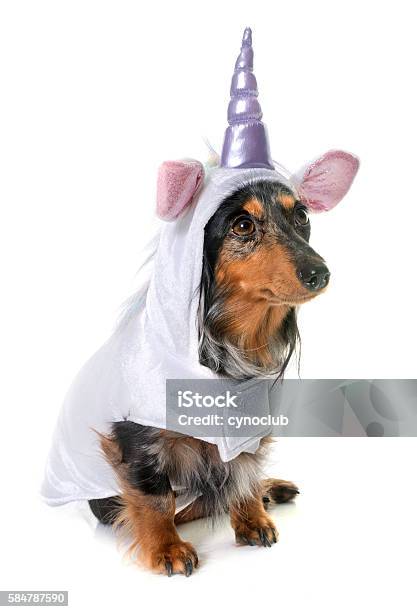 Photo libre de droit de Teckel Licorne En Studio banque d'images et plus d'images libres de droit de Costume de déguisement - Costume de déguisement, Chien, Se vêtir