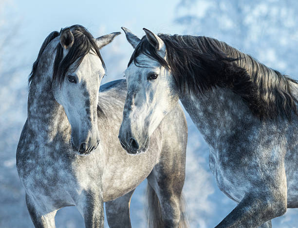 Two gray horses in winter forest on blue sky back Two thoroughbred gray horses in winter forest on a blue sky background. Multicolored wintertime horizontal outdoors image. dapple gray horse standing silver stock pictures, royalty-free photos & images