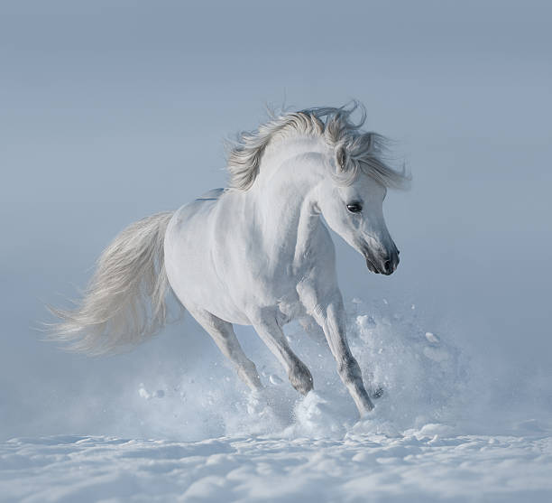 White stallion White horse on snowfield white horse running stock pictures, royalty-free photos & images