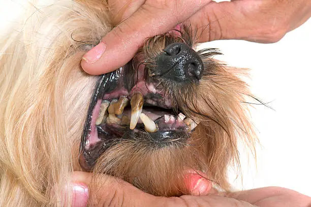 tartar teeth of old dog in studio