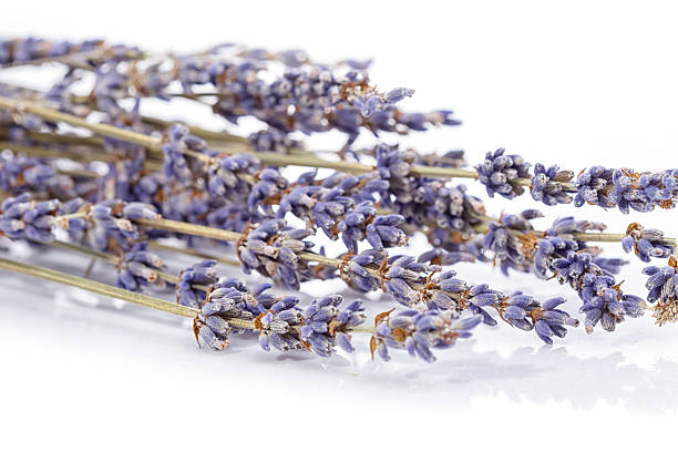istock Close up bunch of lavender isolated on white 584789514