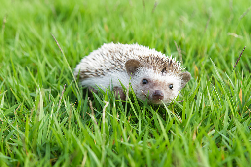 Ukraine  hedgehog curled up and hiding in the grass along the path.