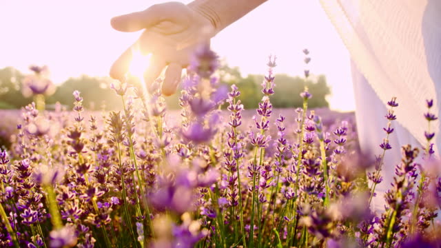 SLO MO Hand caressing lavender flowers at sunset