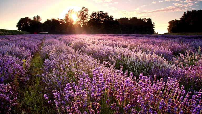 DS Field of lavender at dusk