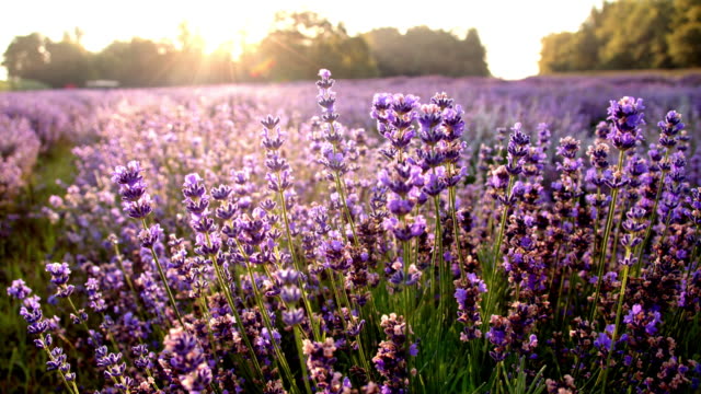 DS Candid lavender flowers