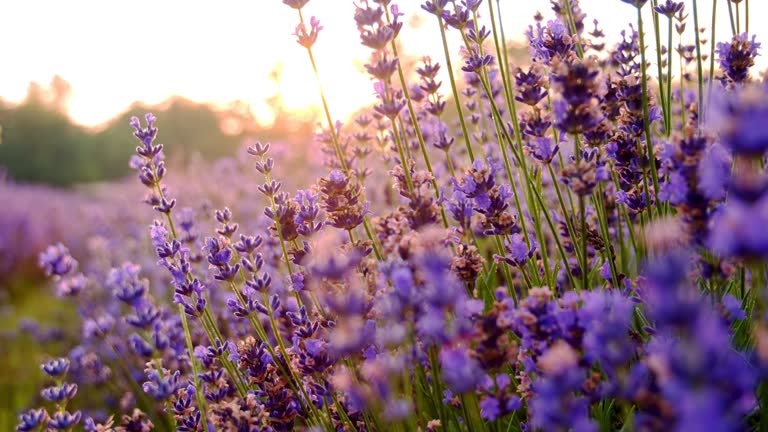 DS Candid shot of lavender flowers