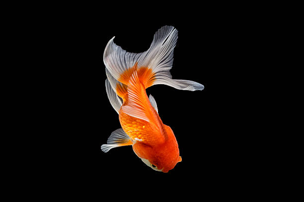 Oranda gold fish isolated on black background