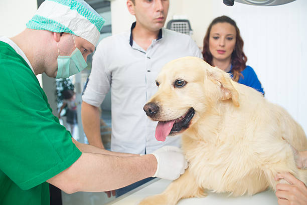 veterinario está examinando un lindo labrador dorado - male dog fotografías e imágenes de stock