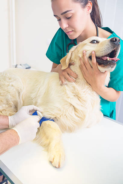 veterinário examinar um cão golden retriever fofinho - male dog imagens e fotografias de stock