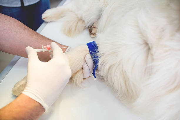 veterinário examinar um cão golden retriever fofinho - male dog imagens e fotografias de stock