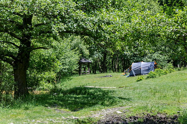 istock Panorama of glade with and  green  forest 584845604
