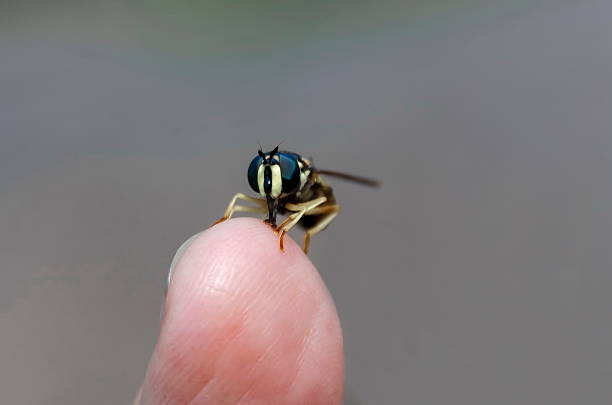 istock Close up of wasp on the hand 584845766