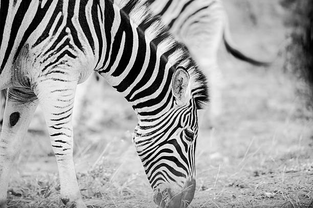 Black and white image of Zebra in the wild.