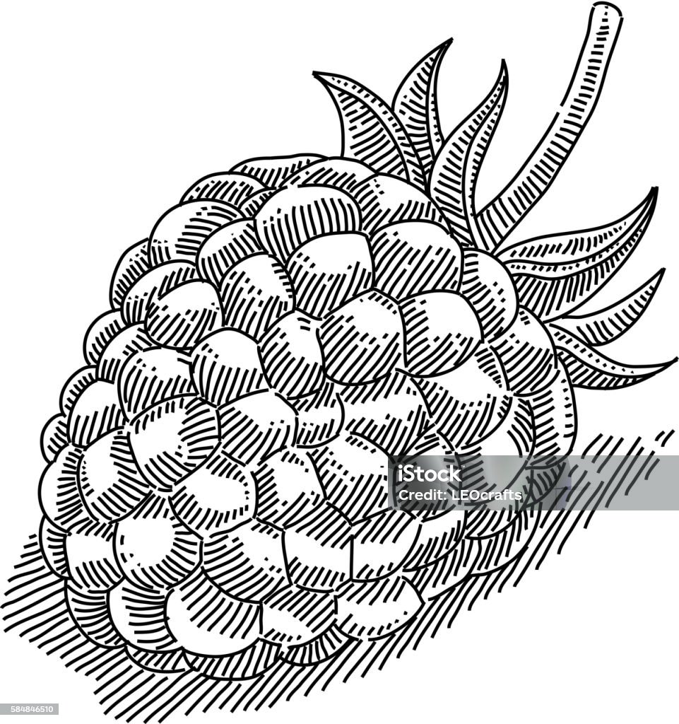 Raspberry Drawing Stock Illustration - Download Image Now - Raspberry ...