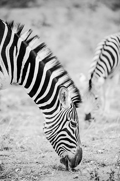 istock Black and white image of Zebra in the wild. 584846562