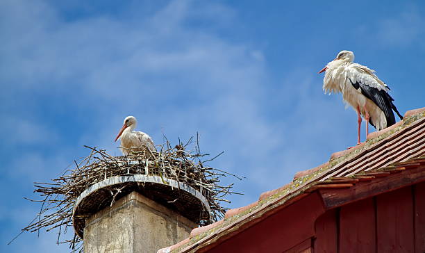 istock stork in a nest and another walking on the roof 584846732