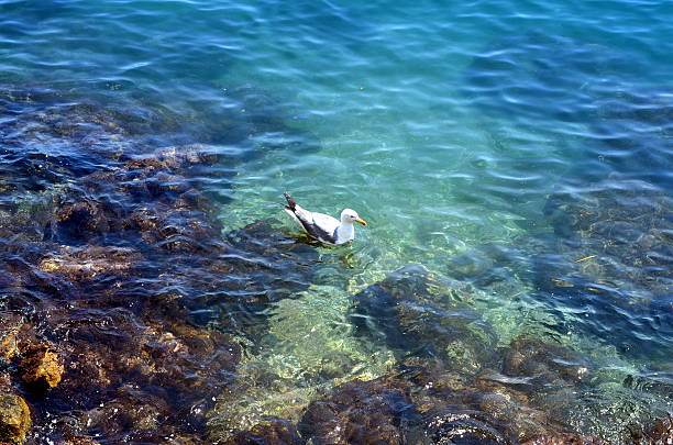 istock white seagull sitting a the blue coast of sea 584847576